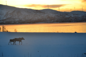 Elche laufen durch Winterlandschaft in Norwegen