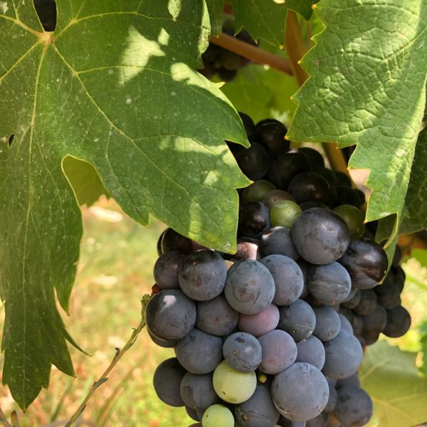 Frische Weintrauben auf der Eselfarm in Montenegro