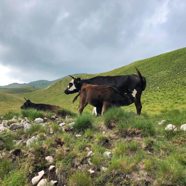 Kuh mit Kälbchen auf einer Hochweide in den Bergen von Montenegro