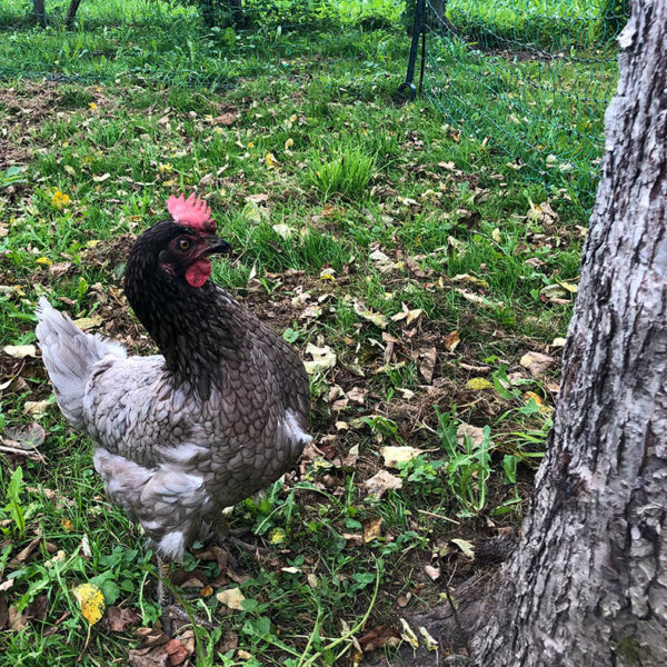 Der Hühnerstall war gleich neben an im Bio-Obstgarten im Argental #2