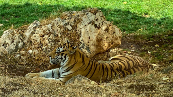 Tiger bei der Zoosafari Fasano