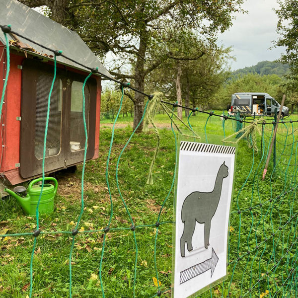 AlpacaCamping im Bio-Obstgarten im Argental #2