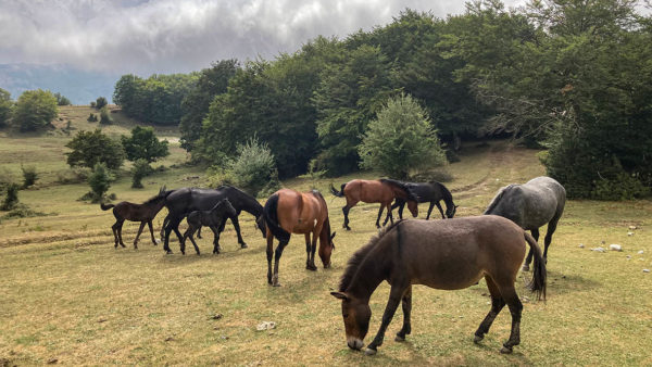 Pferde im Parco Naturale Regionale dei Nebrodi