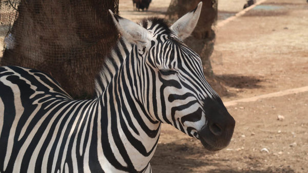 Zebras kommen direkt bis ans Auto bei der Zoosafari Fasano