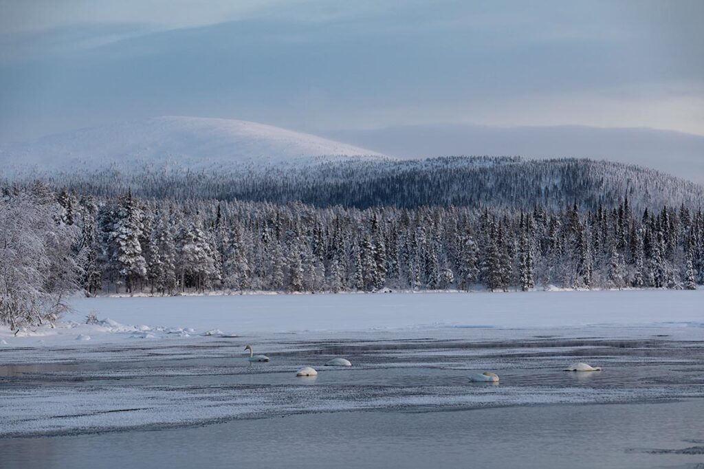 Singschwäne auf winterlichem See in Finnland